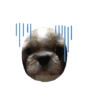 よく寝る犬（個別スタンプ：8）