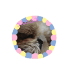 よく寝る犬（個別スタンプ：14）