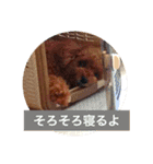 モモちゃんたぬき 3（個別スタンプ：24）