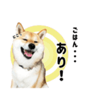 胡麻柴犬こまめ【飼い主日常編】（個別スタンプ：11）