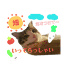 いろいろ使える猫（個別スタンプ：1）