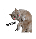 日々の猫々2 (働く猫々編)（個別スタンプ：1）