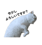 日々の猫々2 (働く猫々編)（個別スタンプ：2）