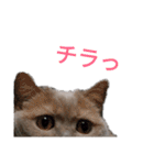 日々の猫々2 (働く猫々編)（個別スタンプ：3）