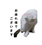 日々の猫々2 (働く猫々編)（個別スタンプ：5）