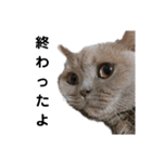 日々の猫々2 (働く猫々編)（個別スタンプ：8）