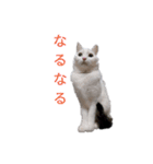日々の猫々2 (働く猫々編)（個別スタンプ：9）