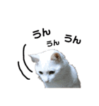 日々の猫々2 (働く猫々編)（個別スタンプ：10）