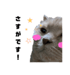 日々の猫々2 (働く猫々編)（個別スタンプ：11）