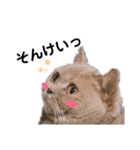 日々の猫々2 (働く猫々編)（個別スタンプ：13）