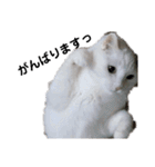 日々の猫々2 (働く猫々編)（個別スタンプ：14）