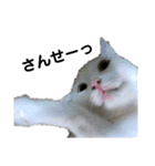日々の猫々2 (働く猫々編)（個別スタンプ：15）