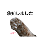 日々の猫々2 (働く猫々編)（個別スタンプ：16）