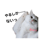 日々の猫々2 (働く猫々編)（個別スタンプ：20）