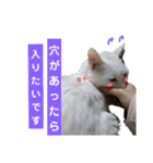 日々の猫々2 (働く猫々編)（個別スタンプ：22）