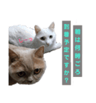 日々の猫々2 (働く猫々編)（個別スタンプ：23）
