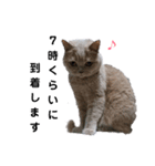 日々の猫々2 (働く猫々編)（個別スタンプ：25）