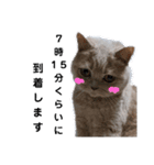 日々の猫々2 (働く猫々編)（個別スタンプ：26）