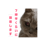 日々の猫々2 (働く猫々編)（個別スタンプ：27）