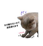 日々の猫々2 (働く猫々編)（個別スタンプ：28）