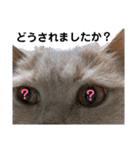 日々の猫々2 (働く猫々編)（個別スタンプ：29）
