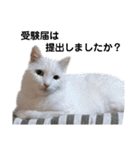日々の猫々2 (働く猫々編)（個別スタンプ：30）