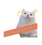 日々の猫々2 (働く猫々編)（個別スタンプ：33）