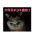 日々の猫々2 (働く猫々編)（個別スタンプ：34）