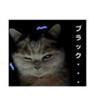 日々の猫々2 (働く猫々編)（個別スタンプ：35）