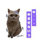 日々の猫々2 (働く猫々編)（個別スタンプ：36）