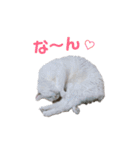日々の猫々2 (働く猫々編)（個別スタンプ：37）