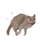 日々の猫々2 (働く猫々編)（個別スタンプ：39）