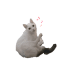 日々の猫々2 (働く猫々編)（個別スタンプ：40）