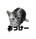 実写子猫（個別スタンプ：1）