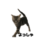実写子猫（個別スタンプ：2）