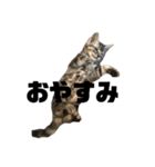 実写子猫（個別スタンプ：3）