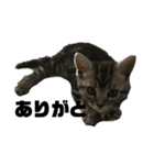 実写子猫（個別スタンプ：4）