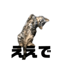 実写子猫（個別スタンプ：5）