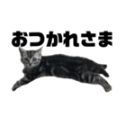 実写子猫（個別スタンプ：6）