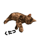 実写子猫（個別スタンプ：7）