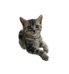 実写子猫（個別スタンプ：8）