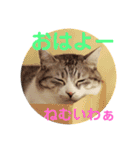 ととここあスタンプ 備後弁編（個別スタンプ：11）