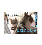 ととここあスタンプ 備後弁編（個別スタンプ：24）