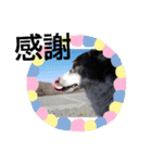 ワンコマール（個別スタンプ：6）
