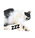 meme's stamp ver.2（個別スタンプ：7）