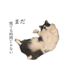 meme's stamp ver.2（個別スタンプ：10）