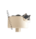 meme's stamp ver.2（個別スタンプ：11）