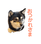 豆柴 すずちゃん（個別スタンプ：1）