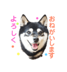 豆柴 すずちゃん（個別スタンプ：2）