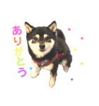 豆柴 すずちゃん（個別スタンプ：6）